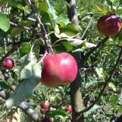 Honeycrisp And Melrose Apple Bundle (3 Trees) -Alpja Fruits Shop 0065003a4be2497fbbacb38d275a45b0 bed45099 db98 4e35 ab2b 592ced890ad8
