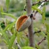 Seaside™ Almond -Alpja Fruits Shop 2520