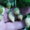 White Soul Alpine Strawberry -Alpja Fruits Shop 270278300