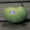 Allegheny® Paw Paw -Alpja Fruits Shop 2703