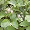White Solemacher Alpine Strawberry -Alpja Fruits Shop 360496280