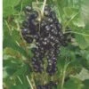 Kantata 50 Black Currant 2 Kantata 50 Black Currant -Alpja Fruits Shop 4878