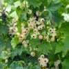Bar-le-duc White Currant -Alpja Fruits Shop 4904