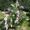 Belle De Nancy Lilac -Alpja Fruits Shop 515px Syringa vulgaris Belle de Nancy 2018 05 04 0369