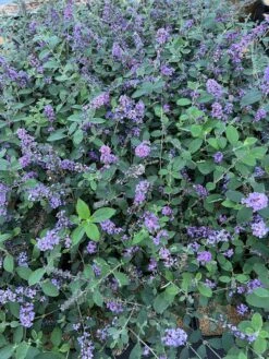 Alpja Fruits Shop -Alpja Fruits Shop 55E266CF D817 45A1 85DD 473776036DA4