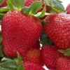 Honeoye Strawberry -Alpja Fruits Shop 719UuI GOL