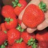 Ft. Laramie Strawberry -Alpja Fruits Shop 7515