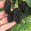 Big Daddy Blackberry -Alpja Fruits Shop 81NeUsjhclS. AC SX679