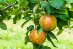 Honeycrisp And Spartan Apple Bundle (3 Trees) -Alpja Fruits Shop AdobeStock 352763355.0 scaled 1