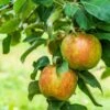 Honeycrisp And Melrose Apple Bundle (3 Trees) 1 Honeycrisp And Melrose Apple Bundle (3 Trees) -Alpja Fruits Shop AdobeStock 352763355.0 scaled 72d0dca4 cac7 4686 b484 3a605e2f0061