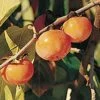 Prairie Dawn ™ American Persimmon 2 Prairie Dawn ™ American Persimmon -Alpja Fruits Shop American Persimmon