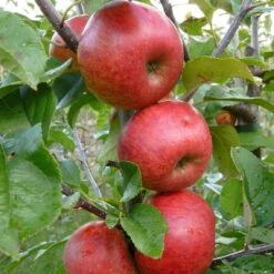 Unbeatable Urban Apple Bundle (3 Trees) -Alpja Fruits Shop AppleRedWindsor