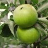 Granny Smith Apple -Alpja Fruits Shop Apple Malus GrannySmith fruit 1024x1024 c3d3f268 e660 408a 8cb9 a236746f0837