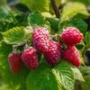 Caroline Raspberry -Alpja Fruits Shop CFD14566RubusCarolineRaspberry 2