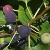 Hardy Chicago Fig -Alpja Fruits Shop Chicago Hardy Fig Tree 1000x1000 c