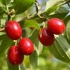 Coral Blaze ™ Cornus Mas 2 Coral Blaze ™ Cornus Mas -Alpja Fruits Shop CoralBlazeCornusMas 1