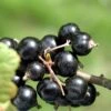 Coronet Black Currant -Alpja Fruits Shop CoronetBlackCurrant