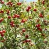 Red Azarole Hawthorn -Alpja Fruits Shop Crataegus azarolus Frucht 1
