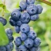 Dixie Blueberry -Alpja Fruits Shop DixieBlueberry