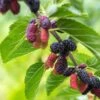 Early Bird Mulberry -Alpja Fruits Shop EarlyBirdMulberry 1
