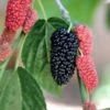 Black Beauty Fruiting Mulberry -Alpja Fruits Shop Gold Mop Cypress 1