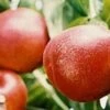 Honey Kist Nectarine -Alpja Fruits Shop HoneyKist