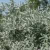 Alpha Iceberg Alley® Salix First Editions® -Alpja Fruits Shop IcebergAlleySageleafWillow