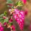 King Edward VII Flowering Currant -Alpja Fruits Shop KingEdwardVIIRibes