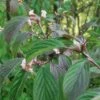 Dawn Viburnum -Alpja Fruits Shop M081 gigapixel standard scale 6 00x 886f0d28 ab38 42b3 87a6 6bc00b3e75b5