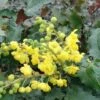 Tall Oregon Grape Holly -Alpja Fruits Shop MAH aquafolium 1024x672 1