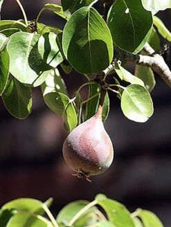 Moonglow Pear -Alpja Fruits Shop MoonGlow Pyrus communis leaffruit Jean ccby20