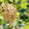 White Pearl Currant -Alpja Fruits Shop P5H6XE 920x613 1