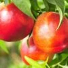 Pacific Prideâ„¢ Nectarine 2 Pacific Prideâ„¢ Nectarine -Alpja Fruits Shop PacificPrideNectarine 1