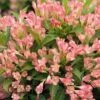 Alpha Peach Kisses™ Weigela -Alpja Fruits Shop PeachKissesWeigela