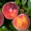 Combination Peach 'Zaiger Pride' (3 Varieties)/Semi Dwarf -Alpja Fruits Shop Peach Prunus EvasPride 1024x1024 38ff1114 050d 41e8 8c64 ca9737ab8c49