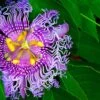 Passiflora PinkPop™ -Alpja Fruits Shop PinkPopPassiflora 1
