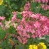 Pokeys Pink Flowering Currant -Alpja Fruits Shop Pokeys