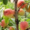 Reliance Peach