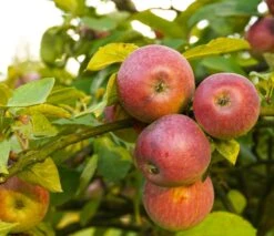 Apple Combo (3 Varieties)