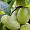 Tallahatchie® Paw Paw -Alpja Fruits Shop TallahatchiePawPaw