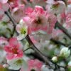 Toyo Nishiki Flowering Quince 2 Toyo Nishiki Flowering Quince -Alpja Fruits Shop ToyoNishikiimage