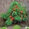 Pix Zee Dwarf Peach - Miniature -Alpja Fruits Shop Trixzie Pixzee Peach Tree 54472 zoom 2