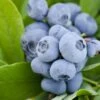 Alpha Takes The Cake™ Blueberry -Alpja Fruits Shop Vernon Blueberry
