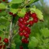 Viking Red Currant 2 Viking Red Currant -Alpja Fruits Shop VikingRedCurrant