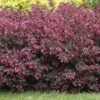 Alpha Wine & Roses® Weigela -Alpja Fruits Shop WeigelaWineRoses1 1080 1080 60