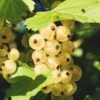 Zitavia Currant -Alpja Fruits Shop White Currants Best Varieties Growing Guide Care Problems and Harvest FI