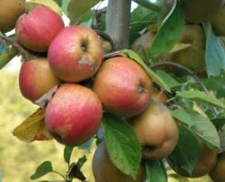 Red Boskoop Apple -Alpja Fruits Shop a161 belle d boskoop 9006bf06 ab9d 4091 8789 3fddebbfee4b 2