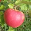 Red Boskoop Apple -Alpja Fruits Shop a161 red boskoop 1