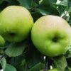 Greensleeves Apple 2 Greensleeves Apple -Alpja Fruits Shop a385d greensleeves