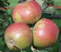 Karmijn De Sonnaville Apple -Alpja Fruits Shop a420 karmijn de sonnaville 1